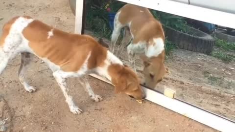 as a dog