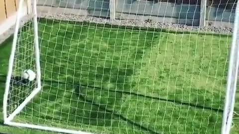 Pequeno guarda-redes treina sozinho
