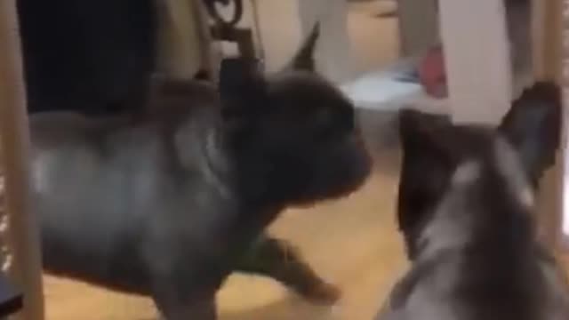 Kittens & Pups-Cutest 2021-Try not to Laugh 5