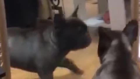 Kittens & Pups-Cutest 2021-Try not to Laugh 5