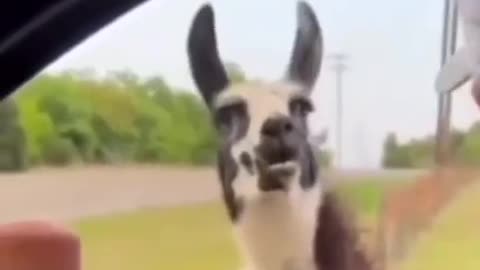 Super short comedy