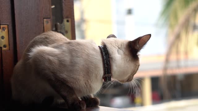 A cat Sit and watch the view on the window