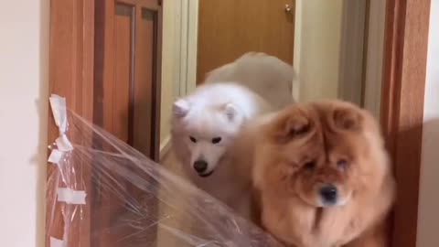 Dogs Not Fooled By Clear Film