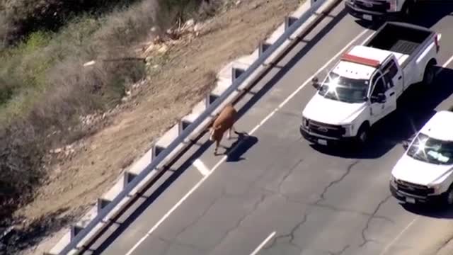 Cow Goes Rogue, Takes Police on Highway Pursuit