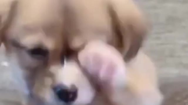 SUPER CUTE PUPPY 😍🐕 | VIRAL | #Shorts