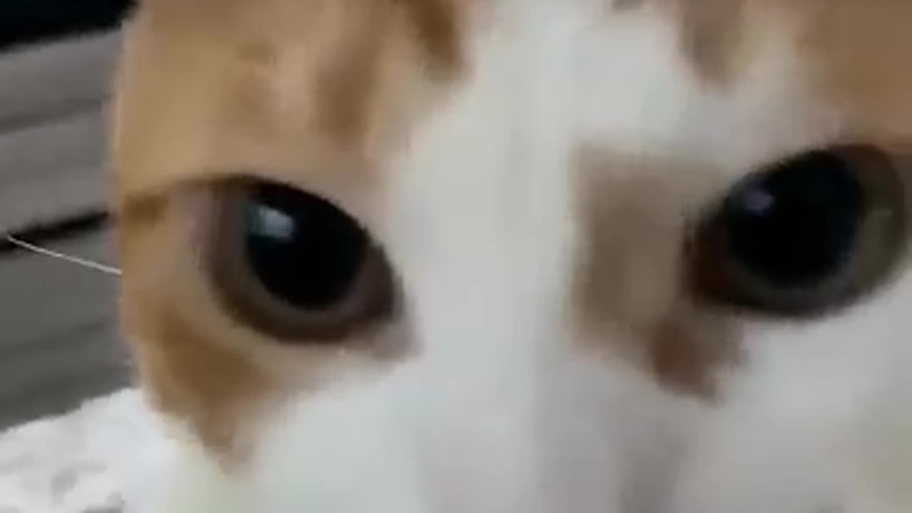 Cat viral video