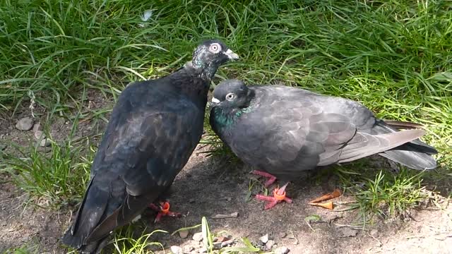 Two Black Pigeons on The Ground