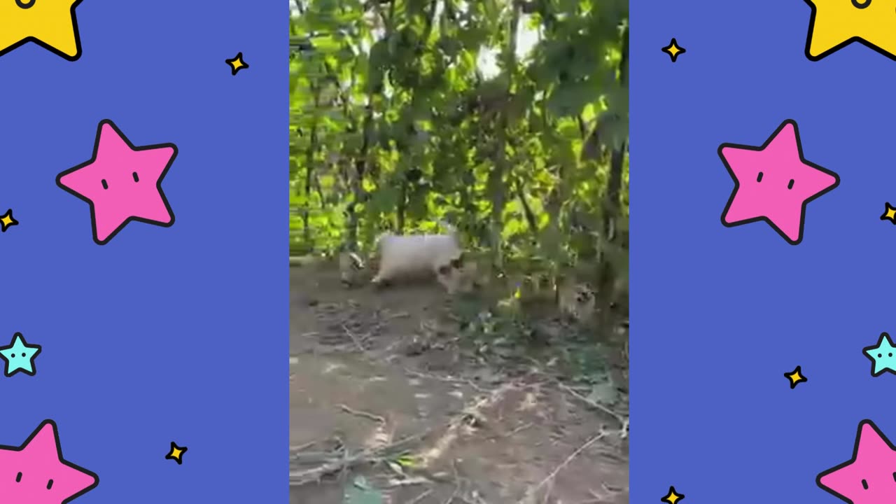 Happy Dog and Chicken Playtime!