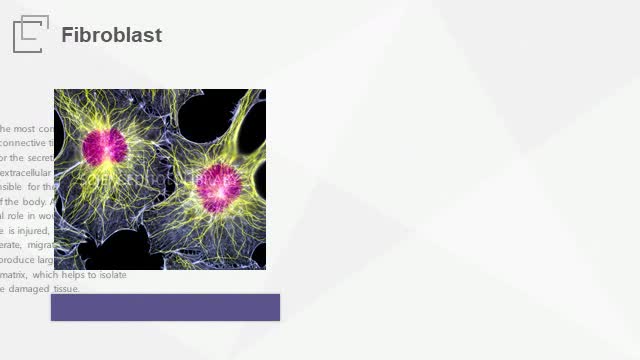 Primary fibroblasts