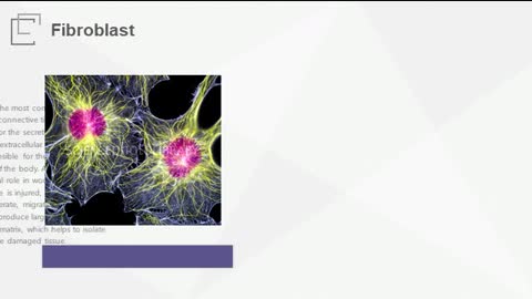 Primary fibroblasts