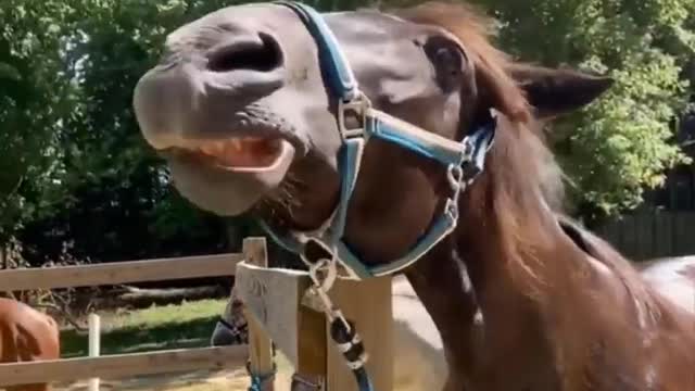 Horse Cute! Cute And funny horse Videos