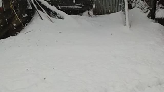 Snowfalls in Kashmir