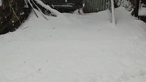 Snowfalls in Kashmir