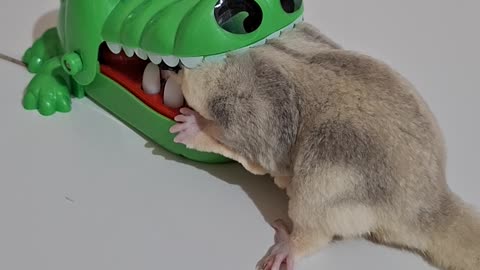 Sugar Glider Get's His Head Stuck in a Crocodile Toy