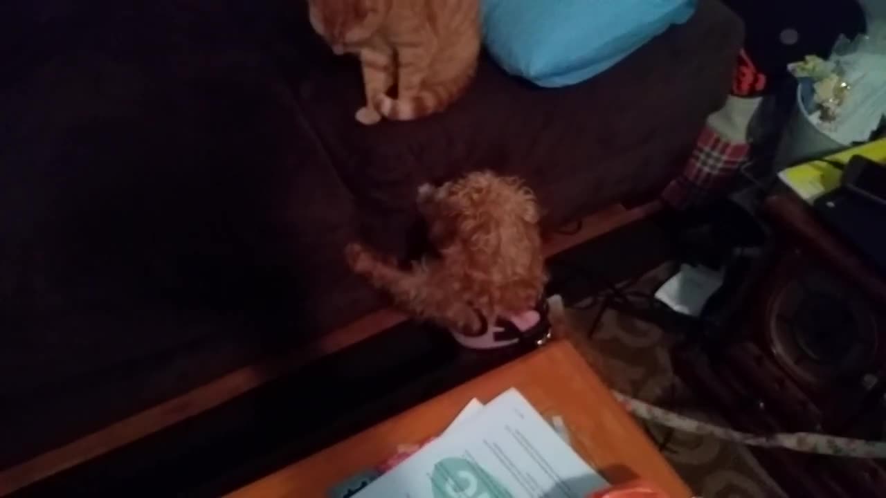 2 Jackapoo Dogs Meet a Cat For the First Time