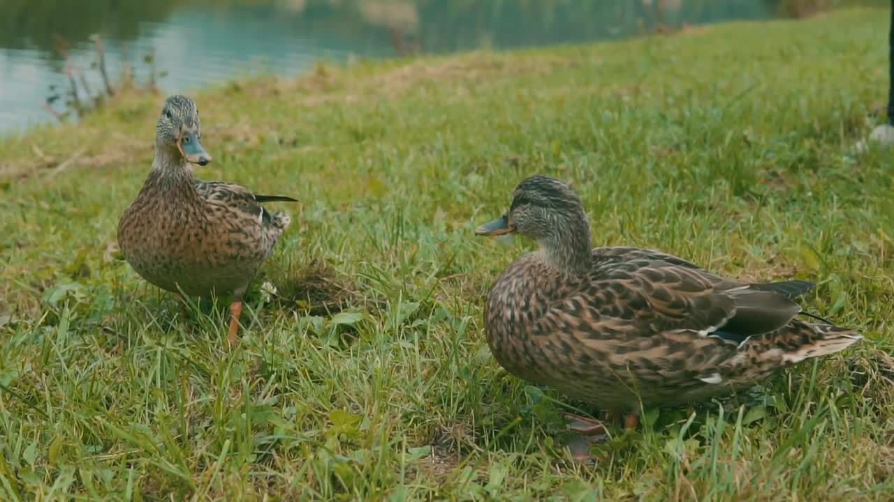 Ducks on the lake bank on the green grass