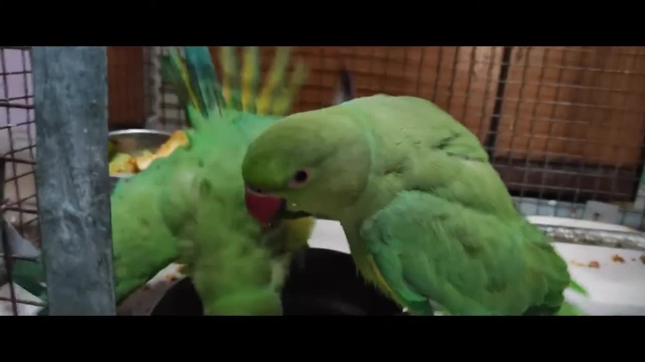 Parrots Bathing