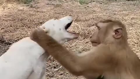 monkey and dog