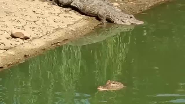 Crocodiles in captivity don't seem so fierce