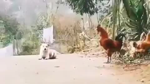 😂 😂Competition in market between Cock and dog 😂 😂