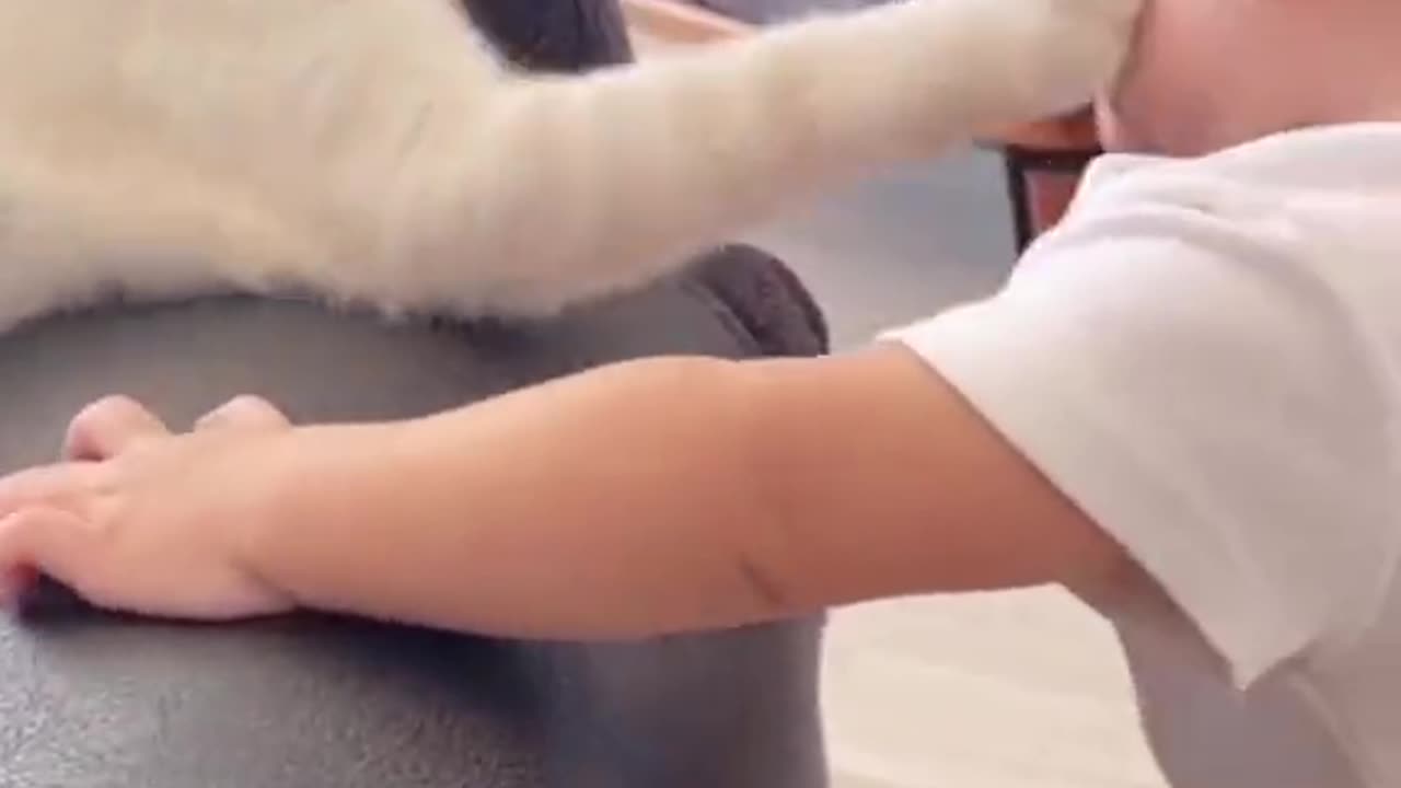 Baby plays with a cat.