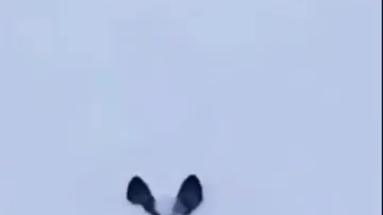 "Winter Woofs: Hilarious Dog Park Adventures on Ice and Snow #Shorts 🐾❄️😂 #FunnyVideo"
