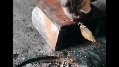 Have you ever seen cat cooking