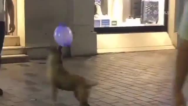 Funny Dog Play with Balloon 🐕 🎈