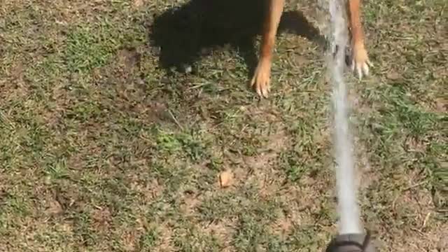 Brown dog shot in mouth with water hose