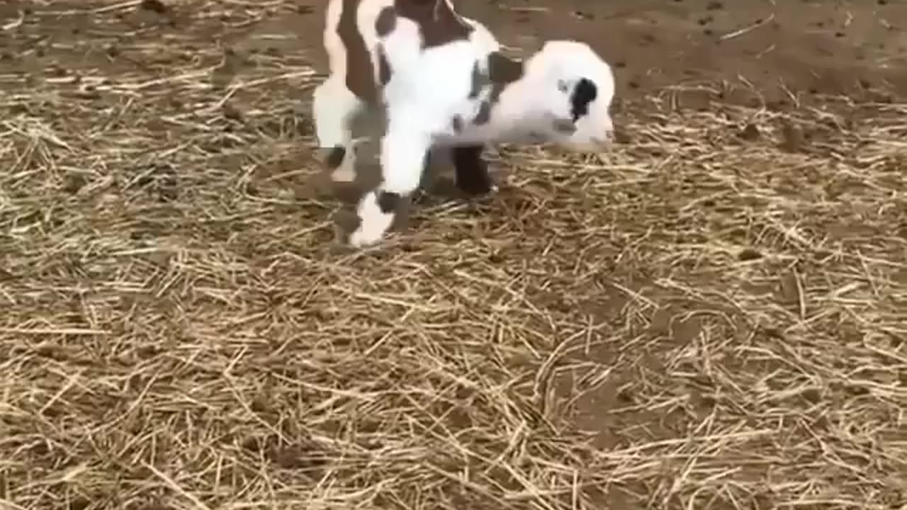 Baby goat does gymnastics