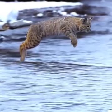 Tiger Pub Jump | Viral Animals Video Clip | Funny Animals YouTube #Shorts