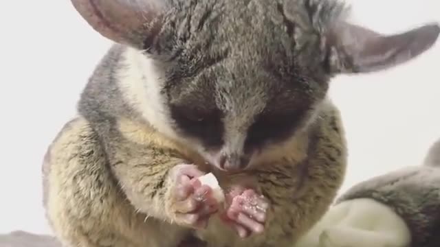 Unknown animals