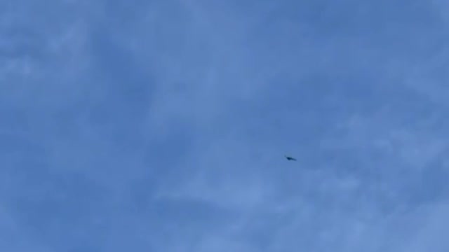 Bald Eagle circling