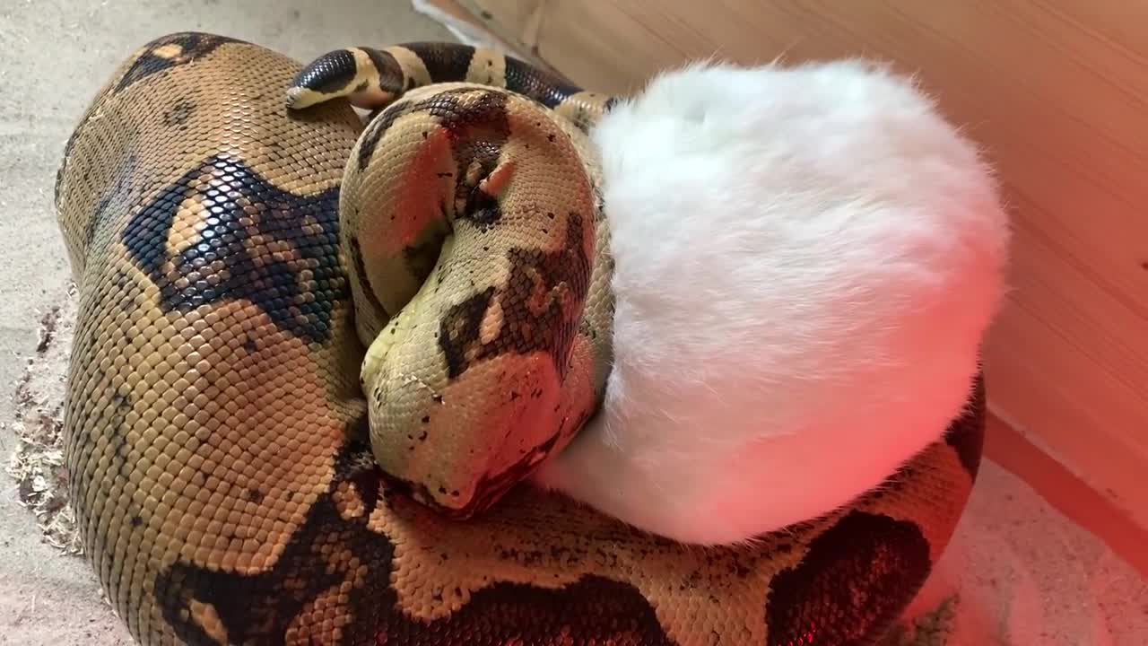 Boa Constrictor attack rabbit feeding (live feeding