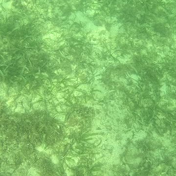 Snorkeling Adventures Philippines. Starfish everywhere