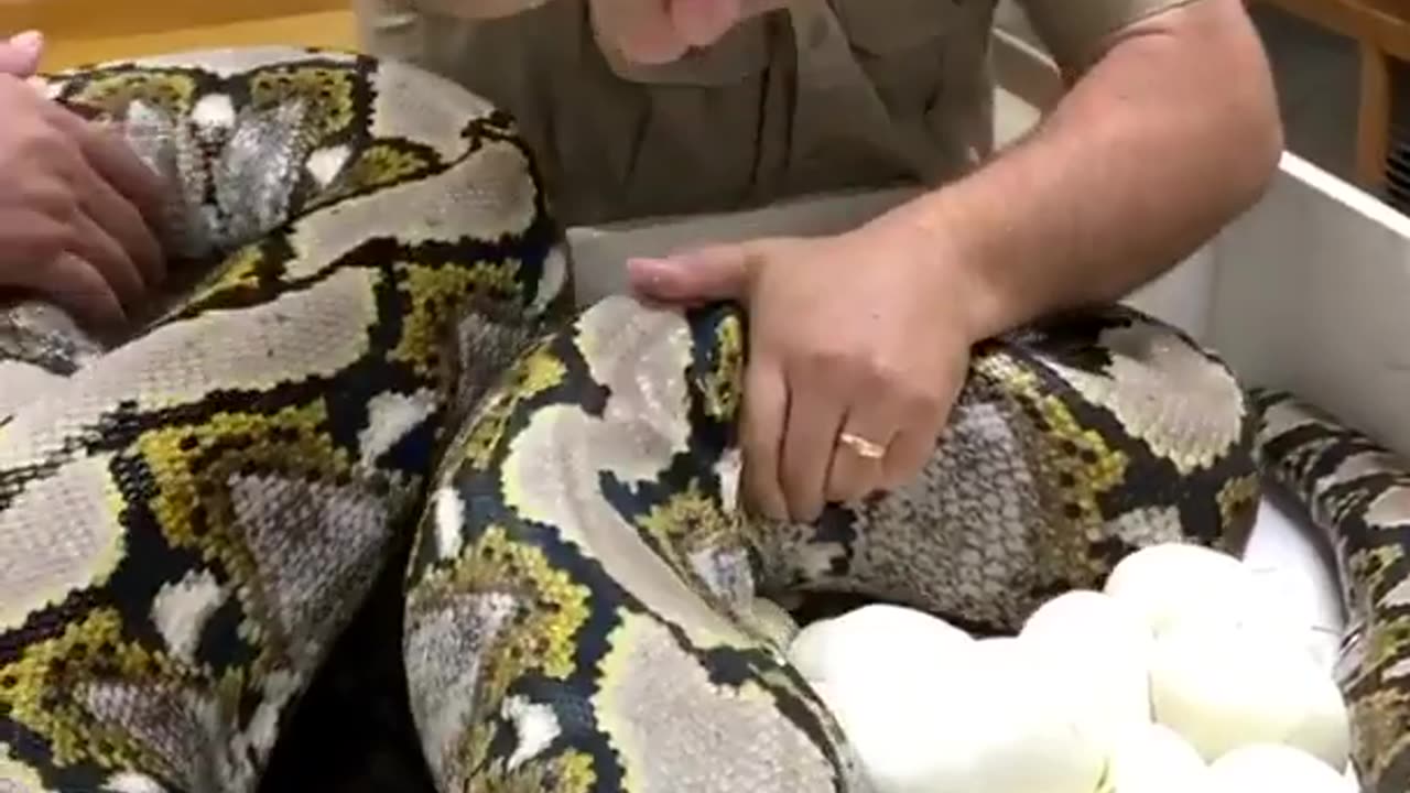 Mama Python with Eggs