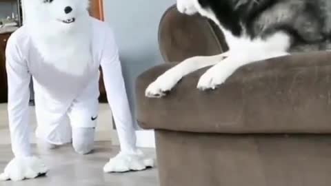 OMG 😱 cute dog 😱😘😘