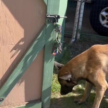 Dog Collects Eggs From Chicken Coop #dog #doglife #smartdog
