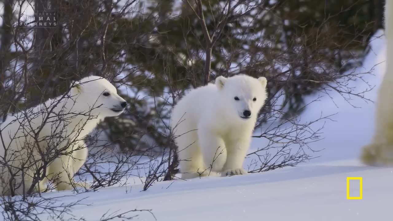 7 Minutes of The Cutest Baby Animals You've Ever Seen |