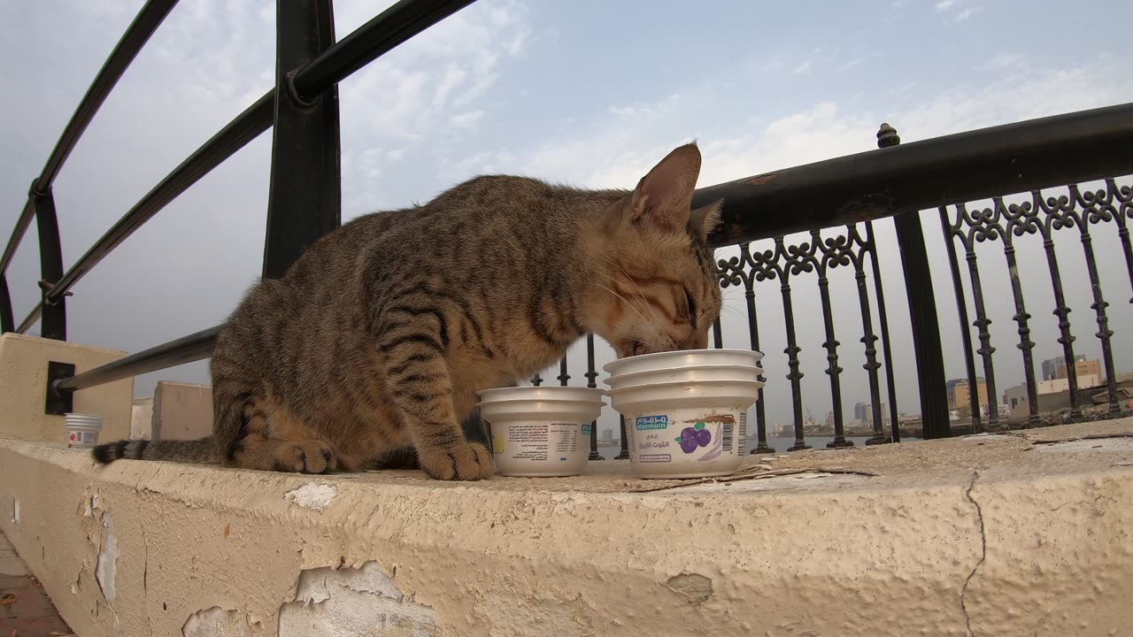 MICHAEL JACKSON - Homeless cat in Ras Al Khaimah, UAE #cat #cats #MichaelJackson #emirates #ae #UAE