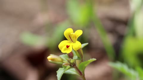 Chickweed Monkeyflower