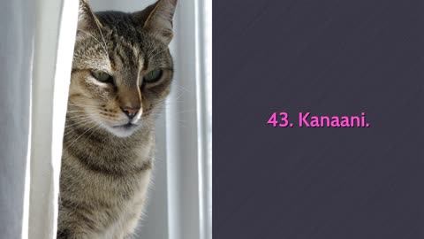 🐈 All Cat Breeds A-Z With Picture