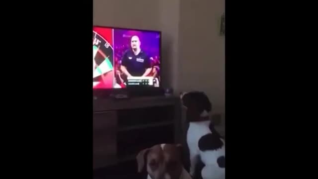 The dog is very fond of playing darts