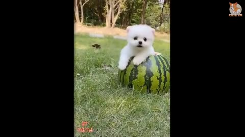 Funny Pomeranian