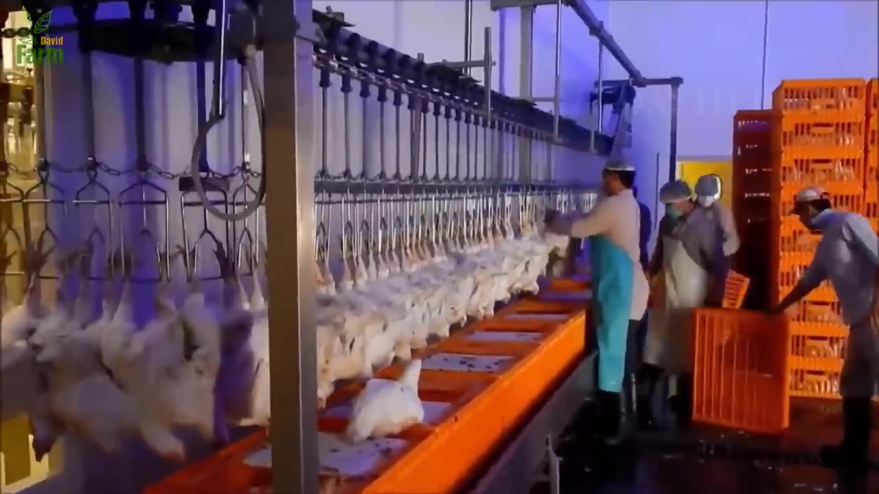 Amazing Beef Processing Line - Beef and Chicken Processing Factory _ American Agriculture