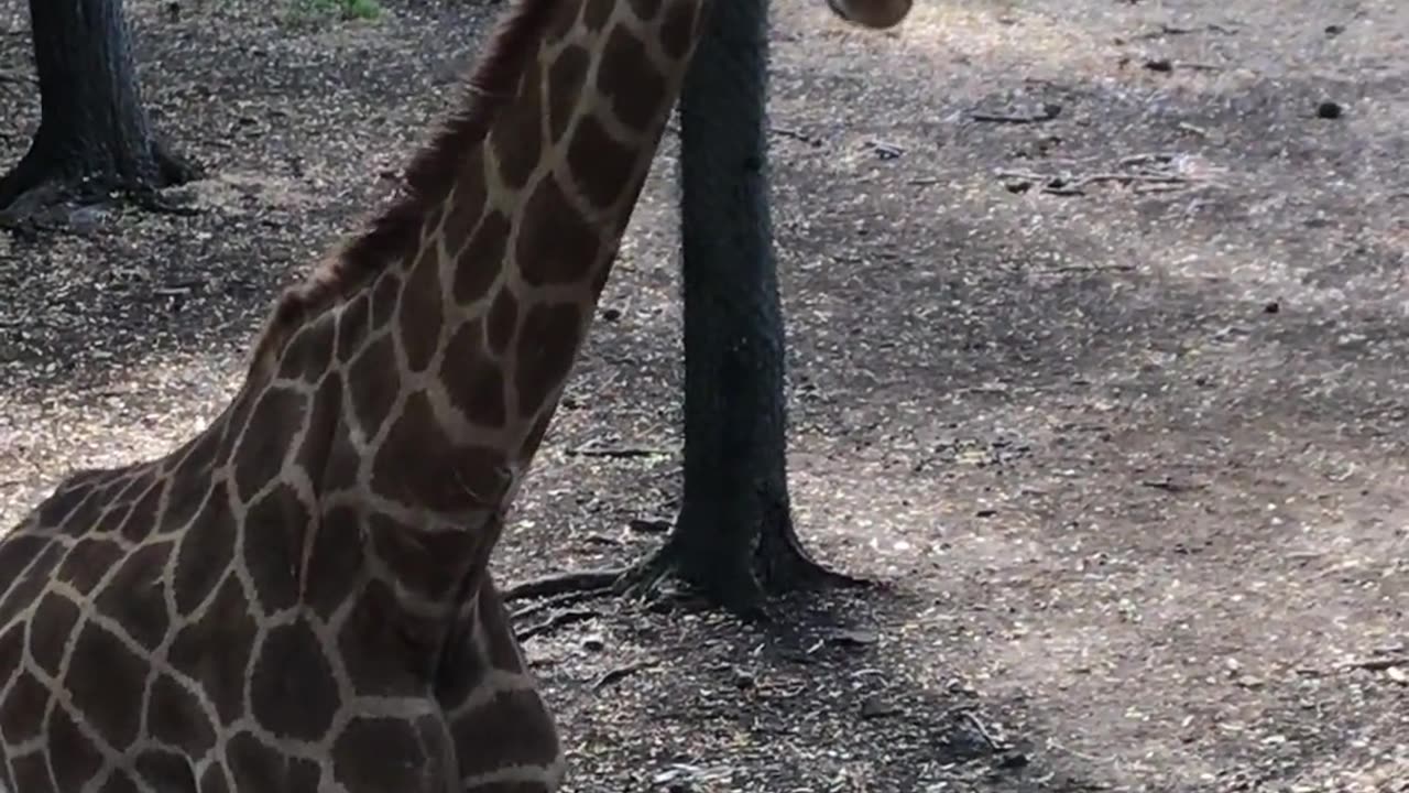 Giraffes At A Zoo