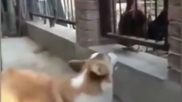 Dog afraid of the chicken