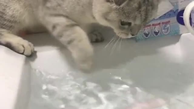 Can cats swim?