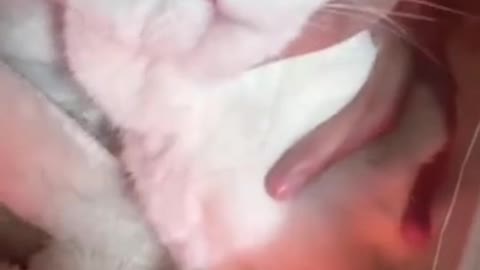 pet kitten