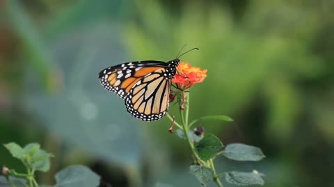 colorful butterflies